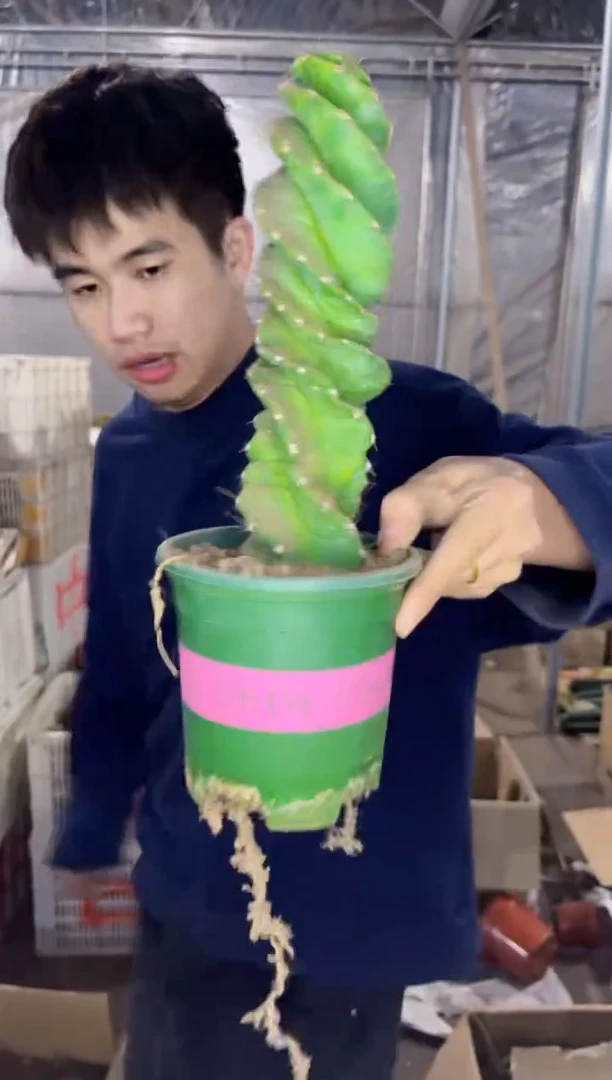 【闪购商品】高20cm 龙卷风