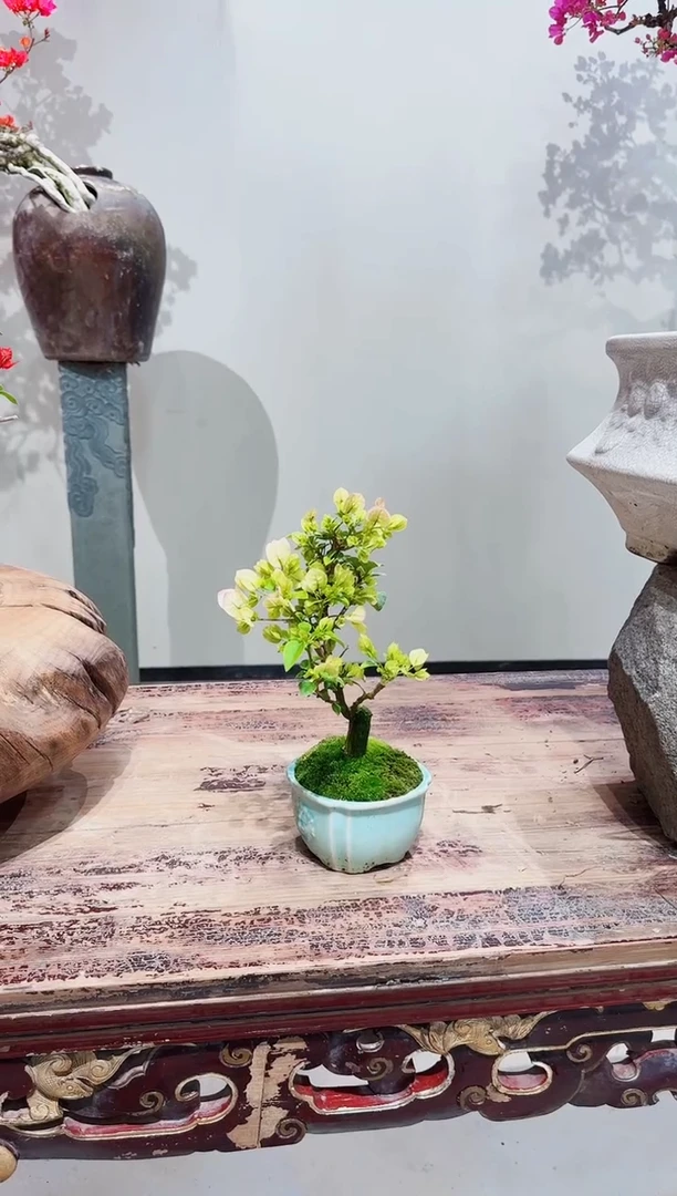 【闪购商品】盆景章红樱