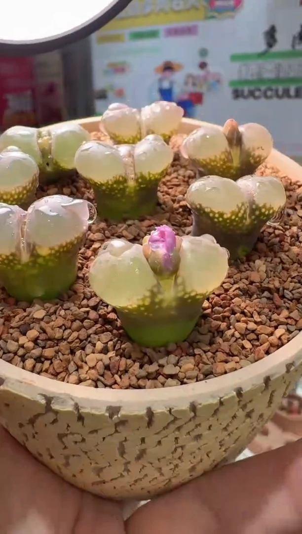 231多肉植物肉锥一颗