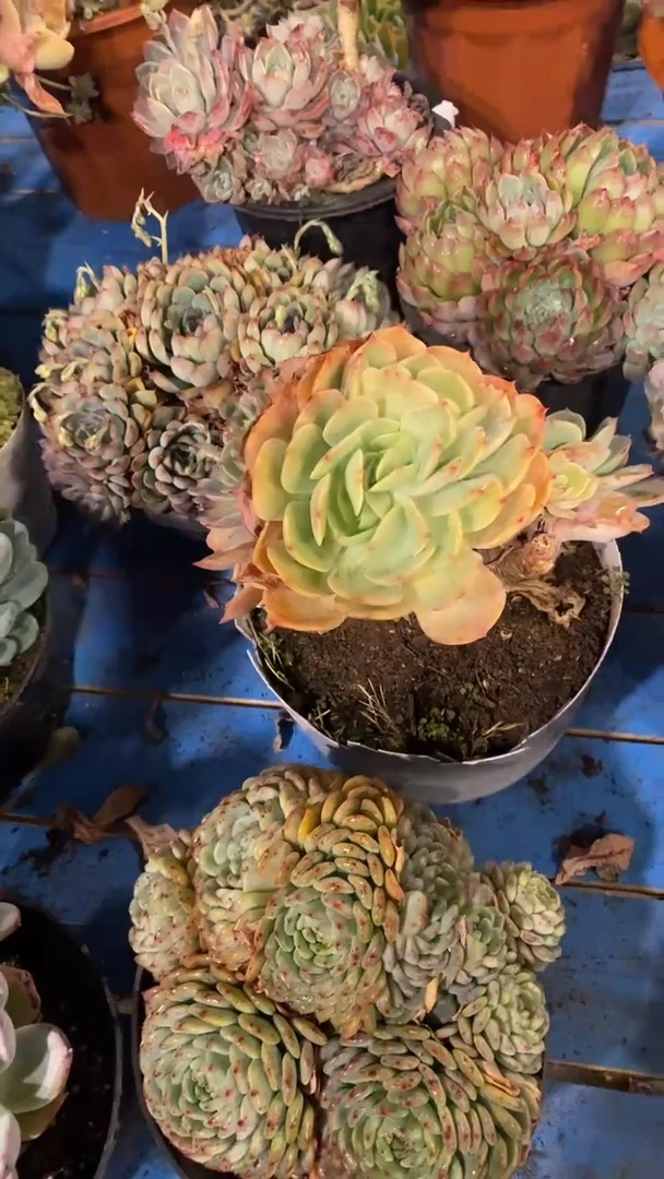 【闪购商品】1839布鲁克林蓝