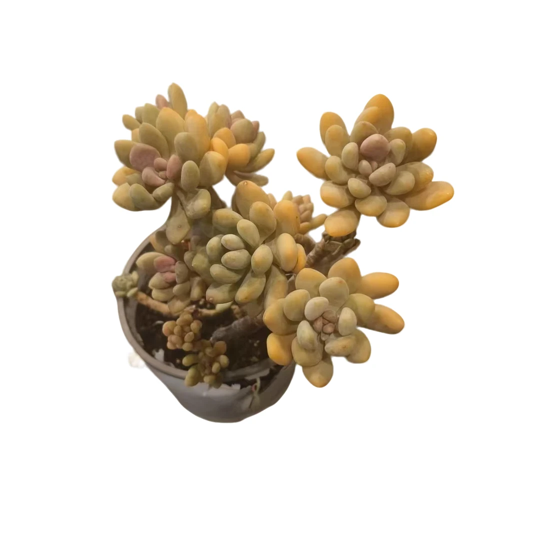 同美多肉园艺 手指美人  粉丝福利多肉植物 直播间实物为