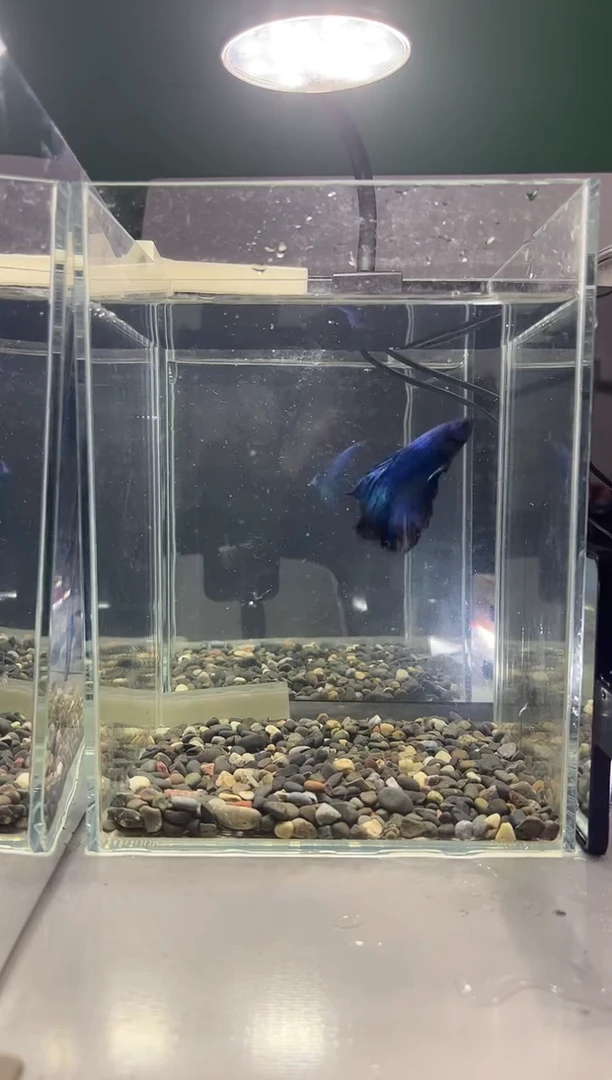 斗鱼斗鱼竟拍连接11