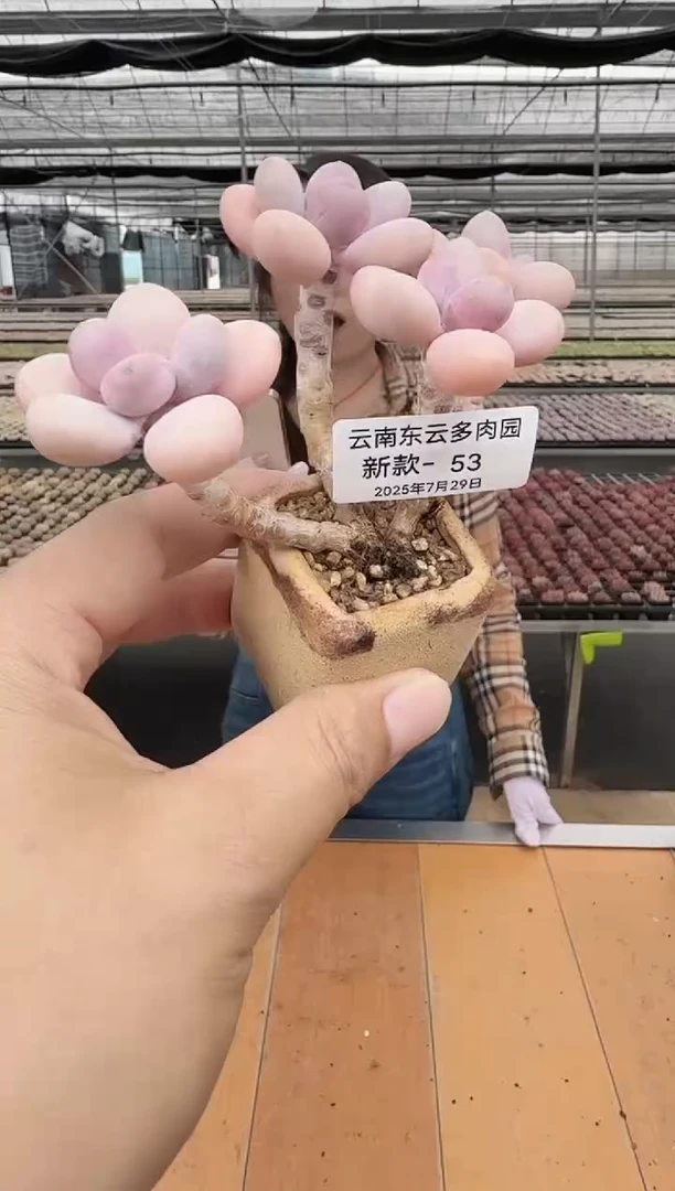 东云多肉园新款-53