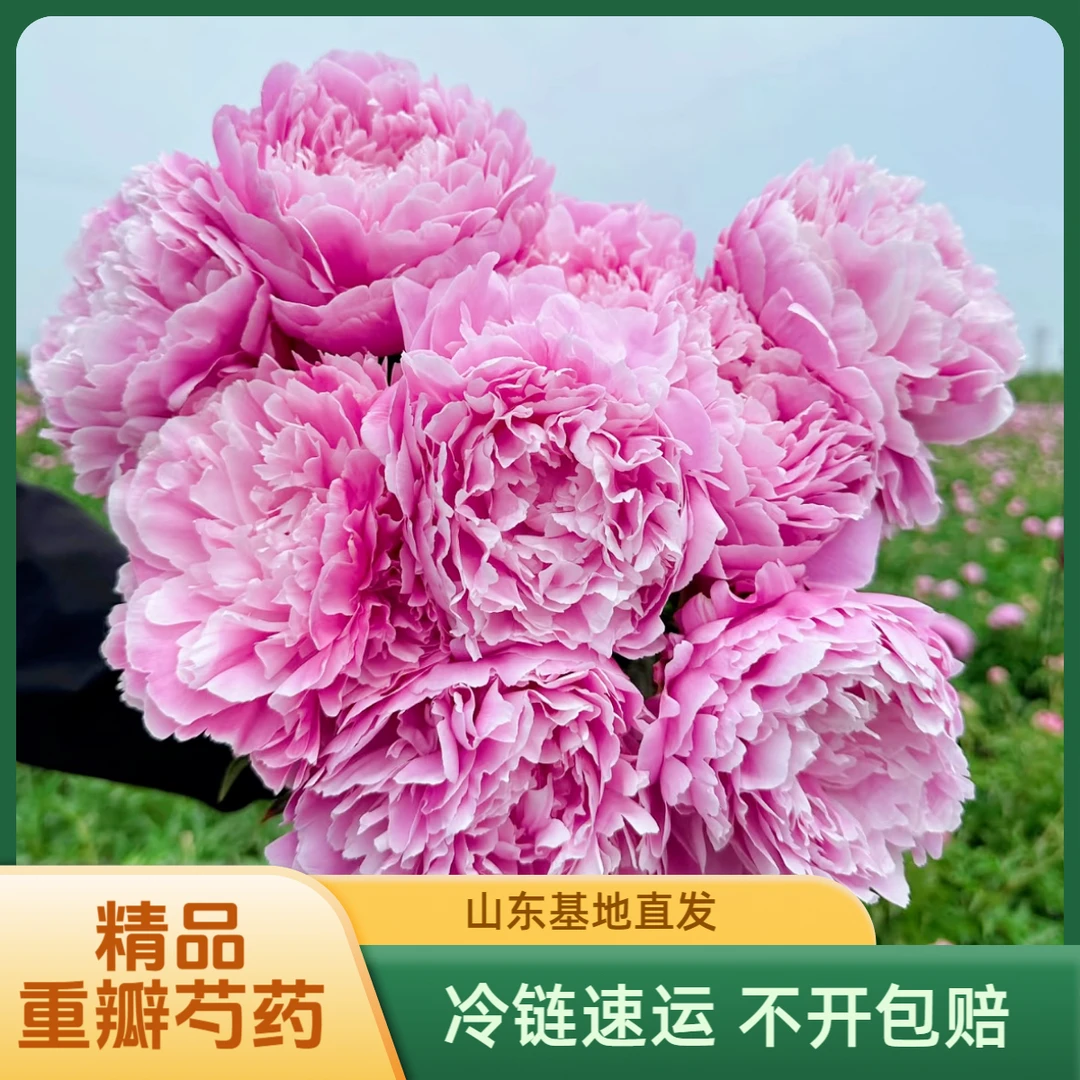 山东A+级芍药鲜花鲜切花花束水养插花大花苞基地直发母亲节鲜切花