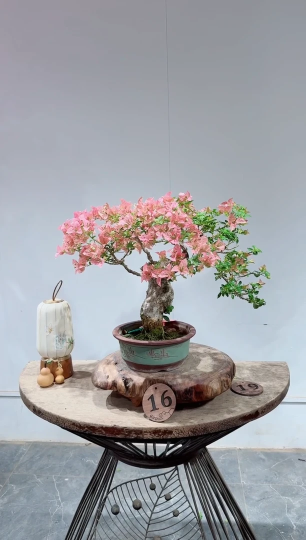 无花朵林*光三角梅索罗门
