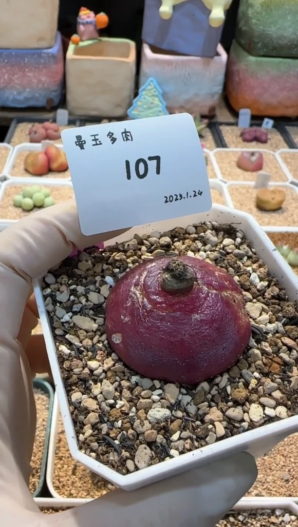 【闪购商品】25.1.24-107