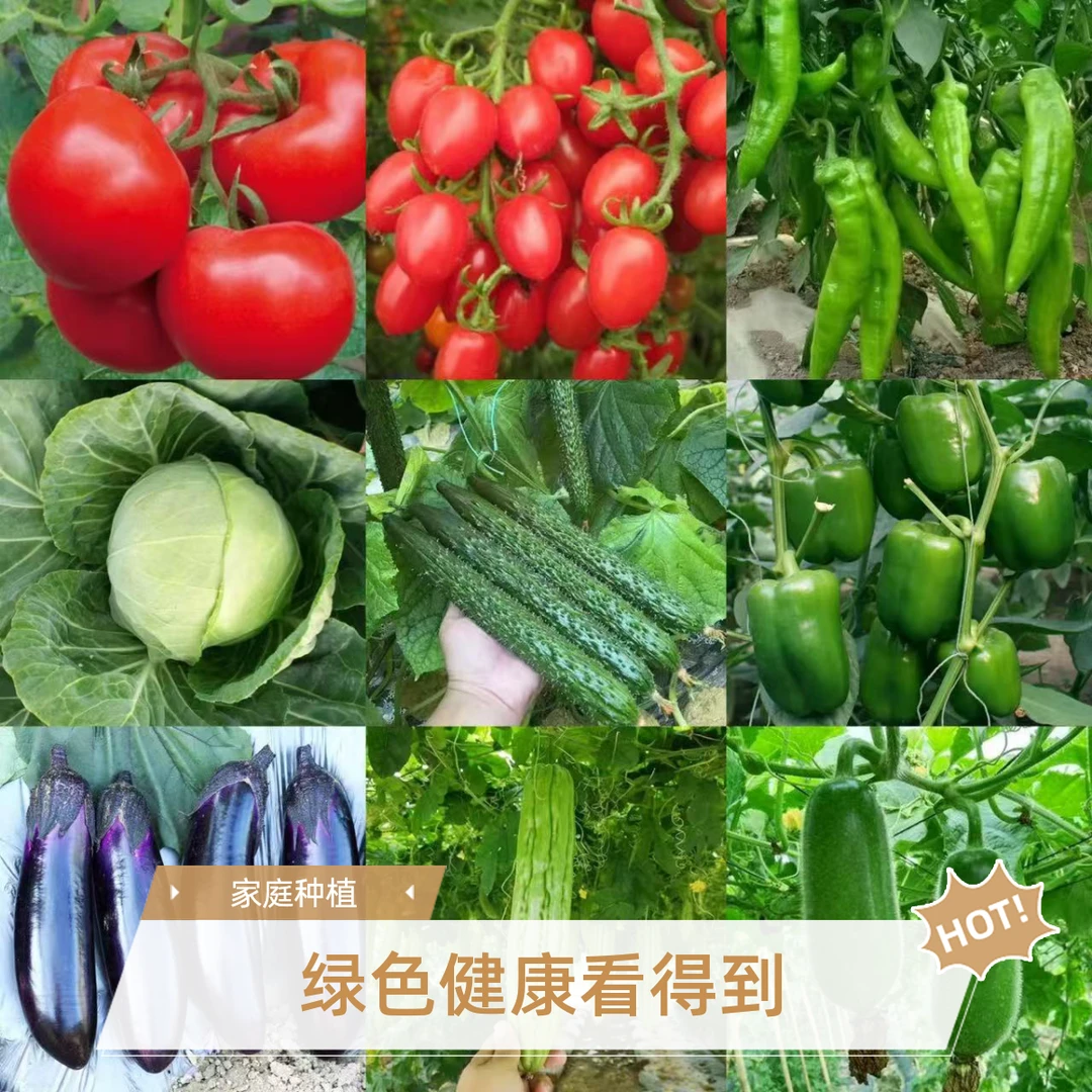 【紫魅啊金粉丝专属】蔬菜苗小番茄辣椒甜瓜苦瓜节瓜四季家庭式种植