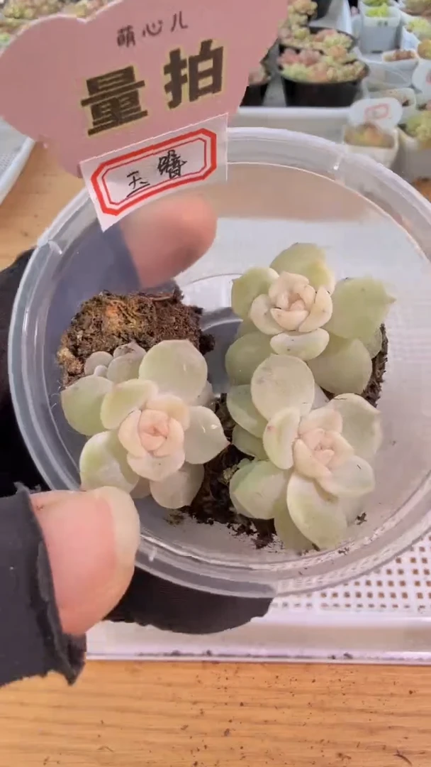 玉簪单双混 3颗量拍混发 满9.9包邮