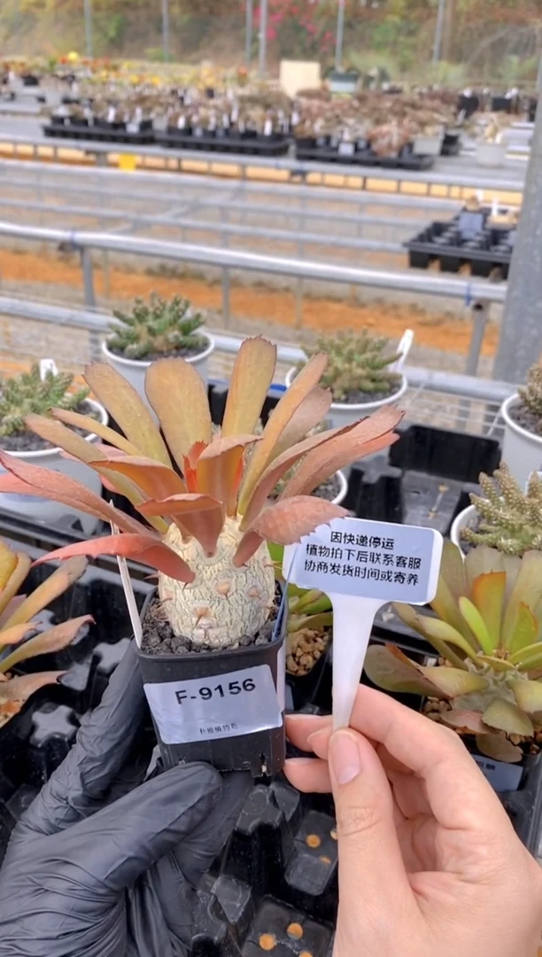 【闪购商品】单刺麒麟FA-9156