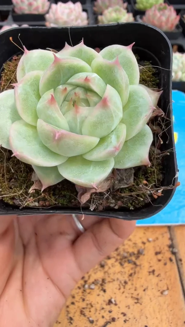 东云多肉二店-299