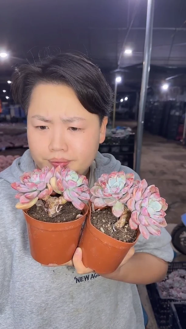 双头起花斑露2颗 5