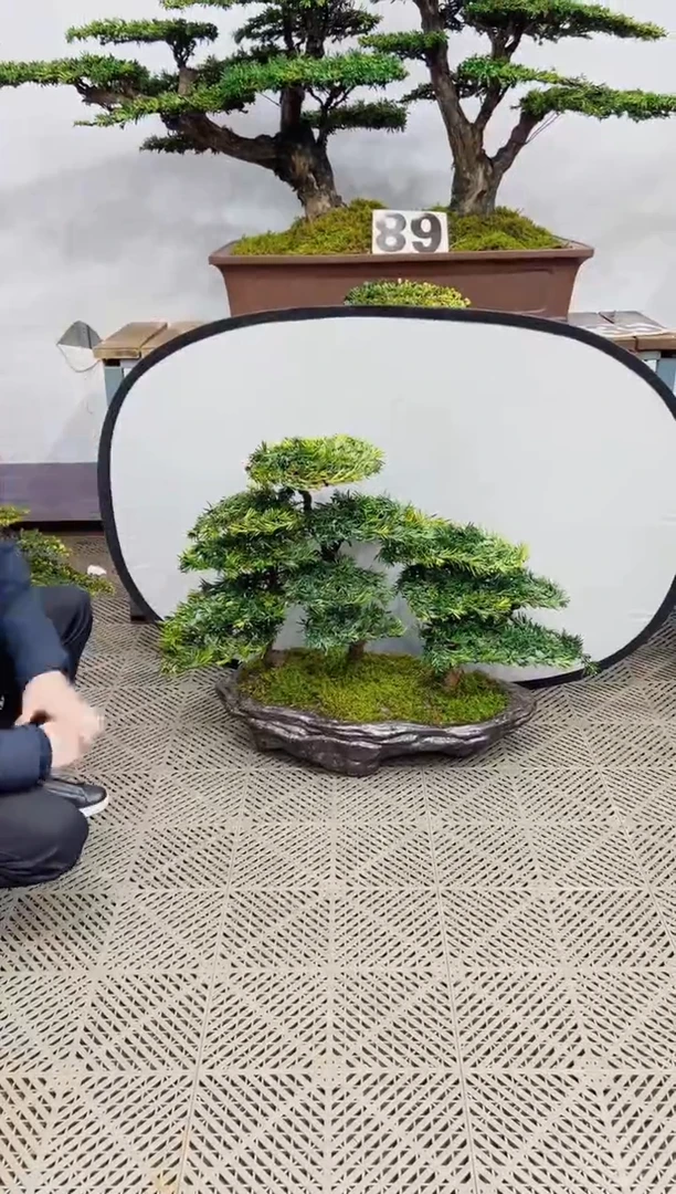 【闪购商品】盆景盆景