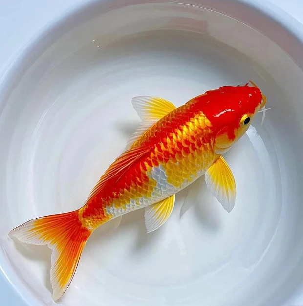 ⑥自家渔场精品观赏鱼锦鲤大正三色