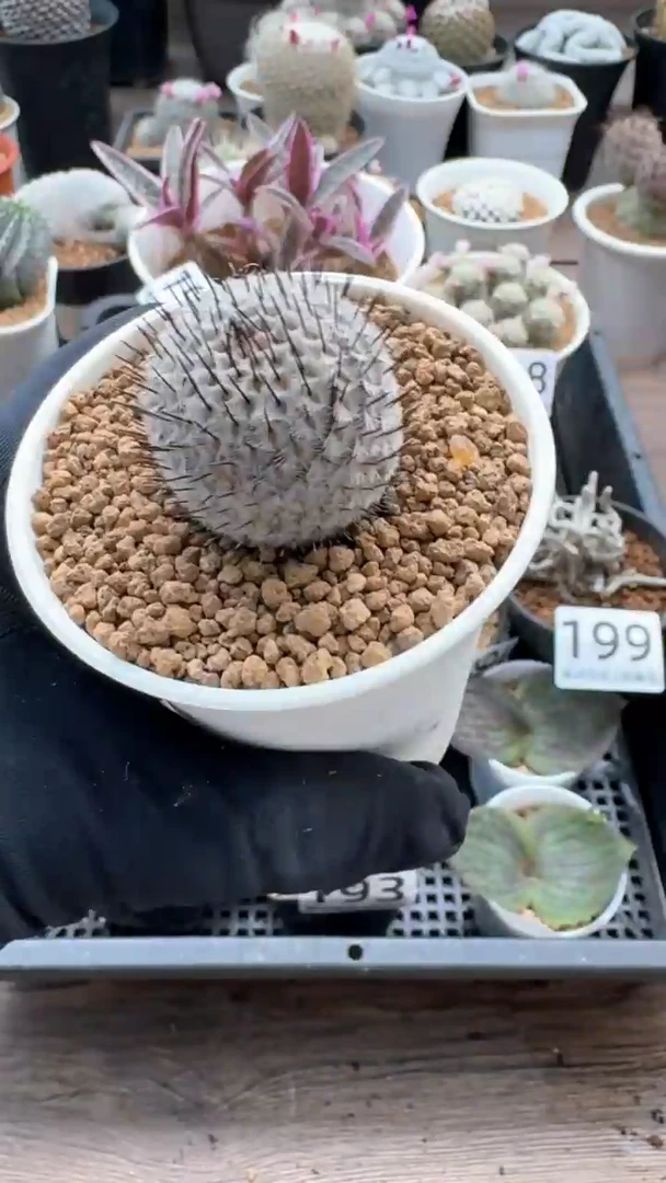 【闪购商品】mm专拍实生直刺裴蕾