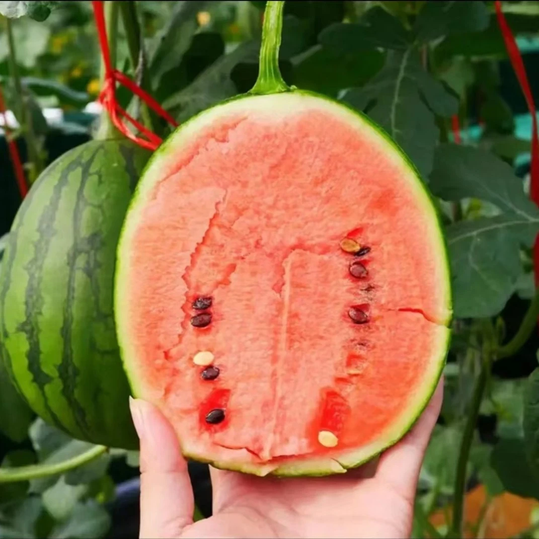 盆栽小西瓜种子营养红玉西瓜 四季种植简单 麒麟西瓜春季绿皮红壤