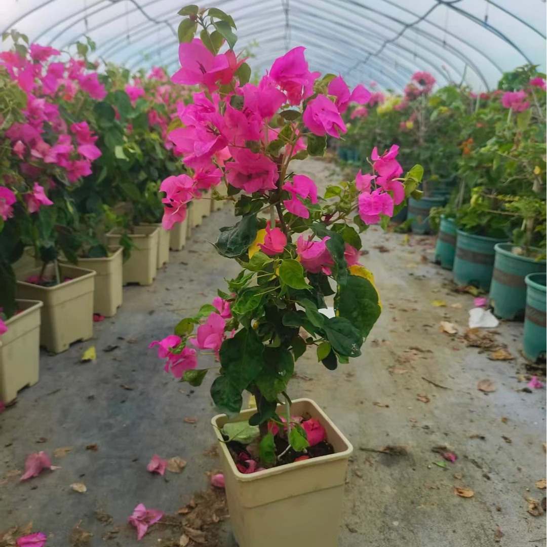 【红九月】三角梅绿植盆栽落花落叶介意勿拍以直播展示为准