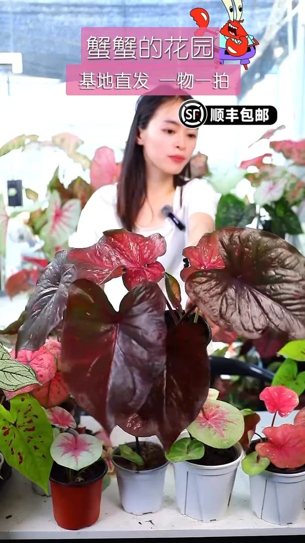 不开花植物不知名泰彩