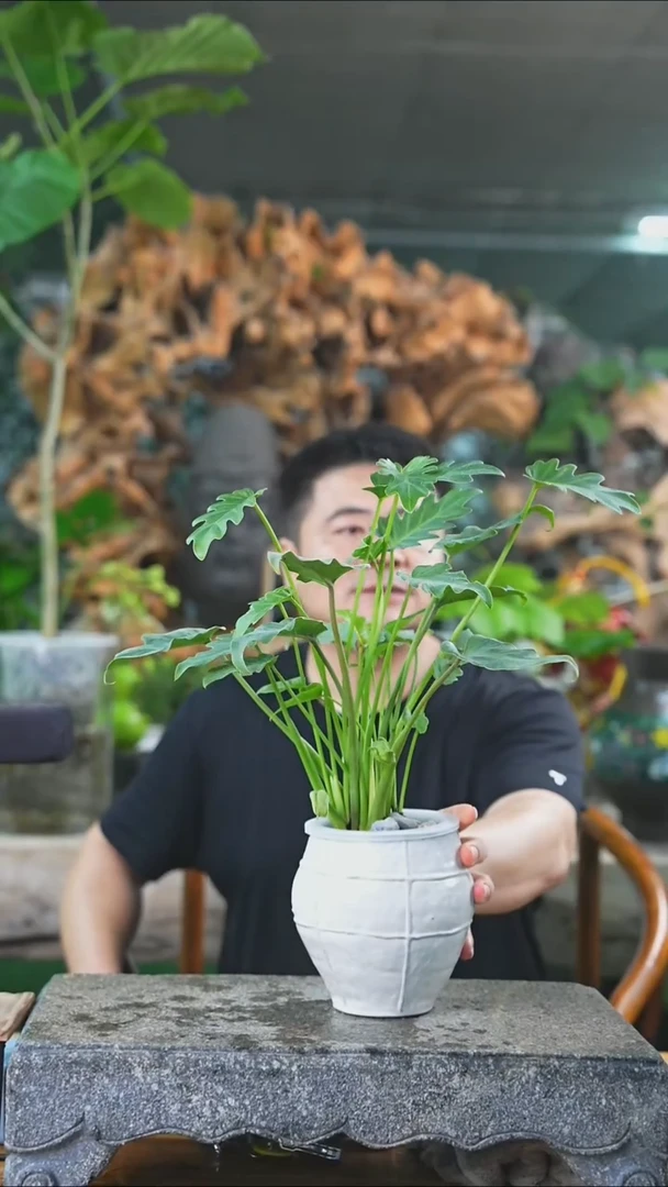 完全开放小天使141T