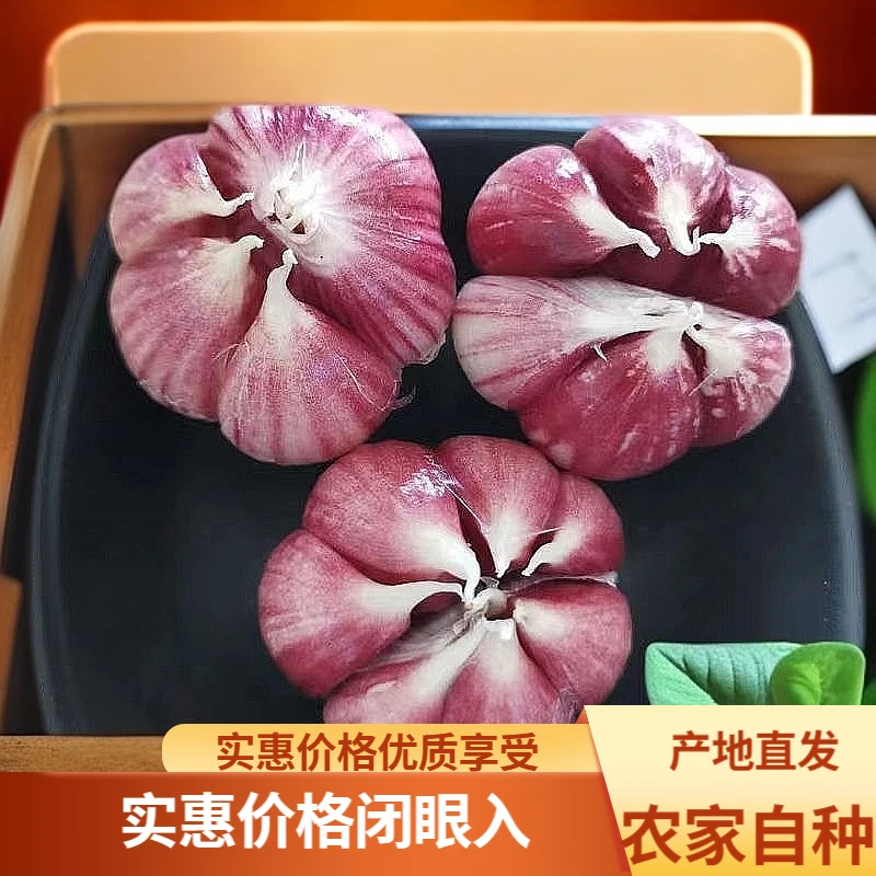 【福利】云南产地直发新鲜紫皮大蒜头蔬菜红皮香蒜现挖可腌制糖蒜