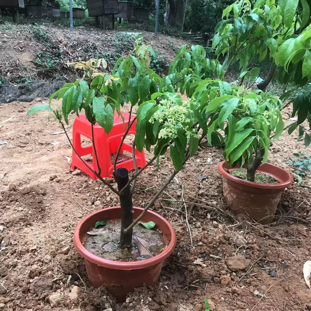 增城荔枝盆景包邮偏远地区除外
