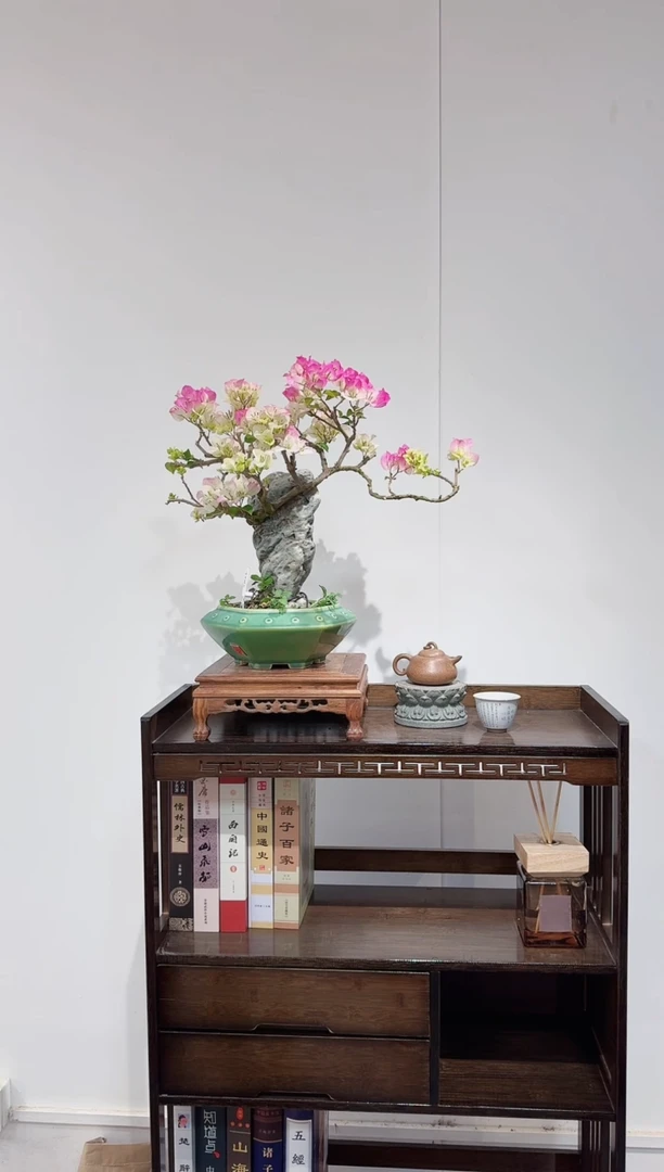 【闪购商品】三角梅