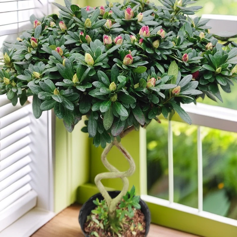 八字形带花苞杨梅红杜鹃花盆栽四季开花室内外好养花卉绿植