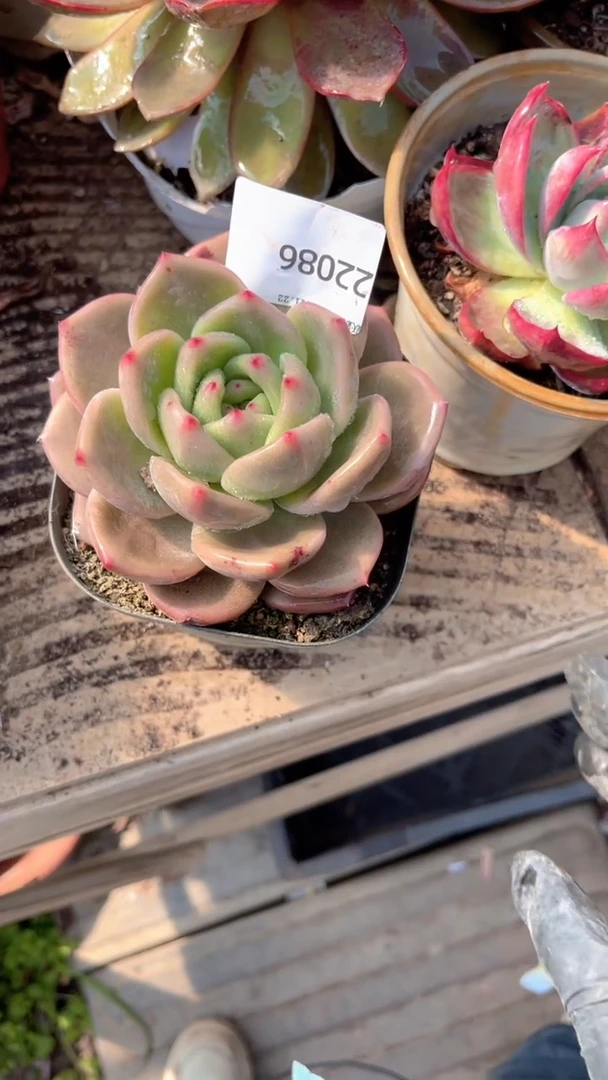 花***宿跃跃精品多肉22086