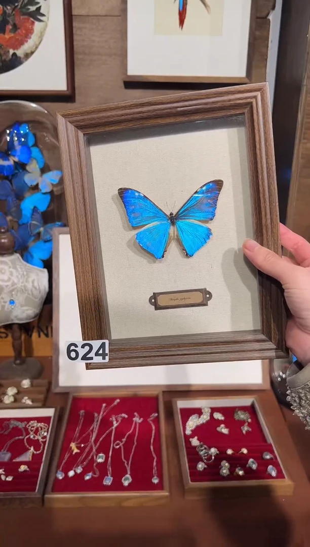 玻璃624西风闪蝶相框