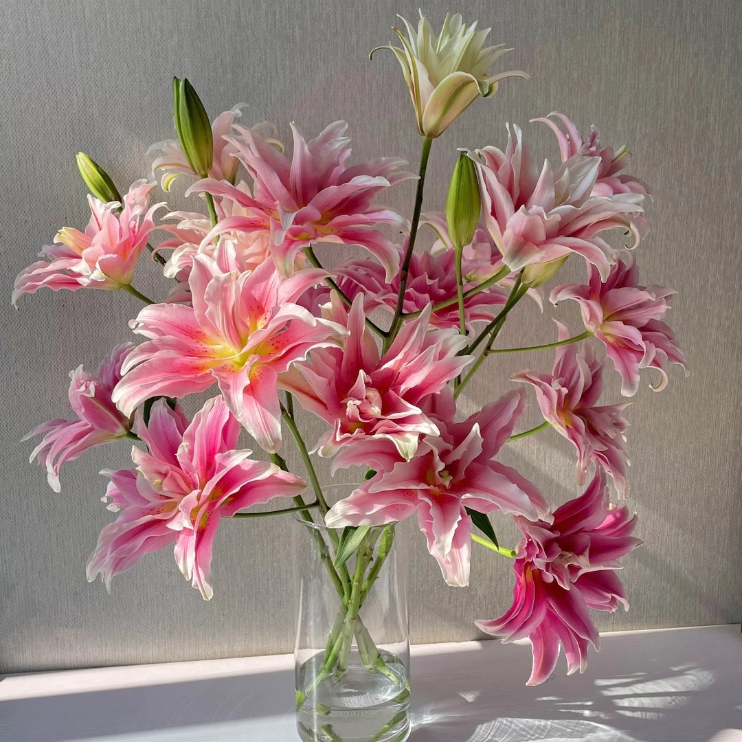 艾琳娜香水百合（中香型）东北基地顺丰新鲜直发