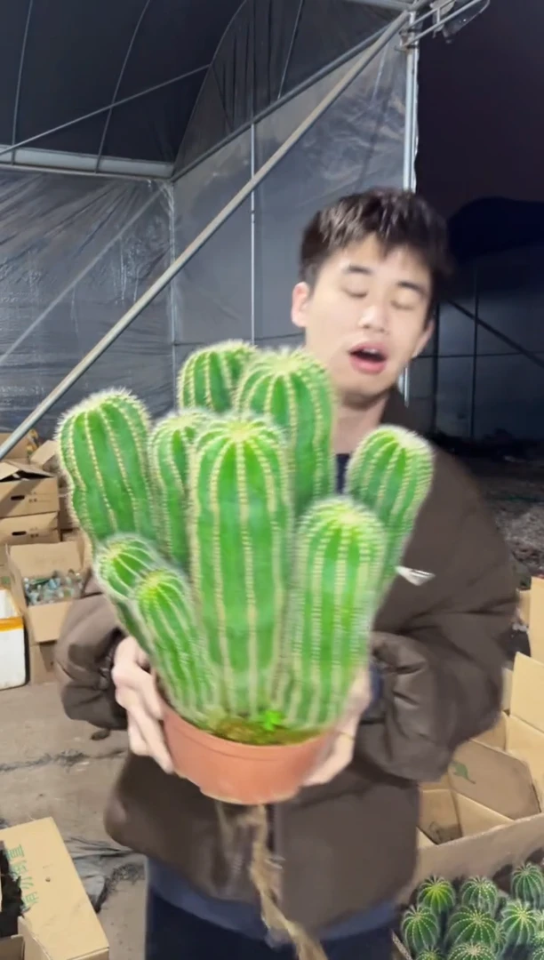 【闪购商品】银冠群生 18-20cm