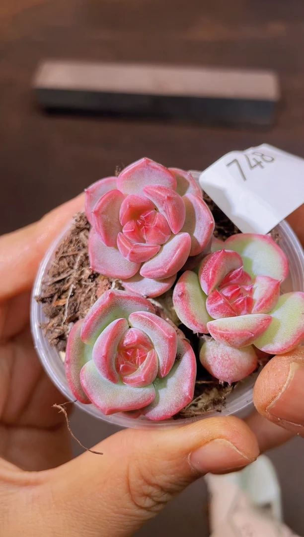 748腥红一物一拍一组