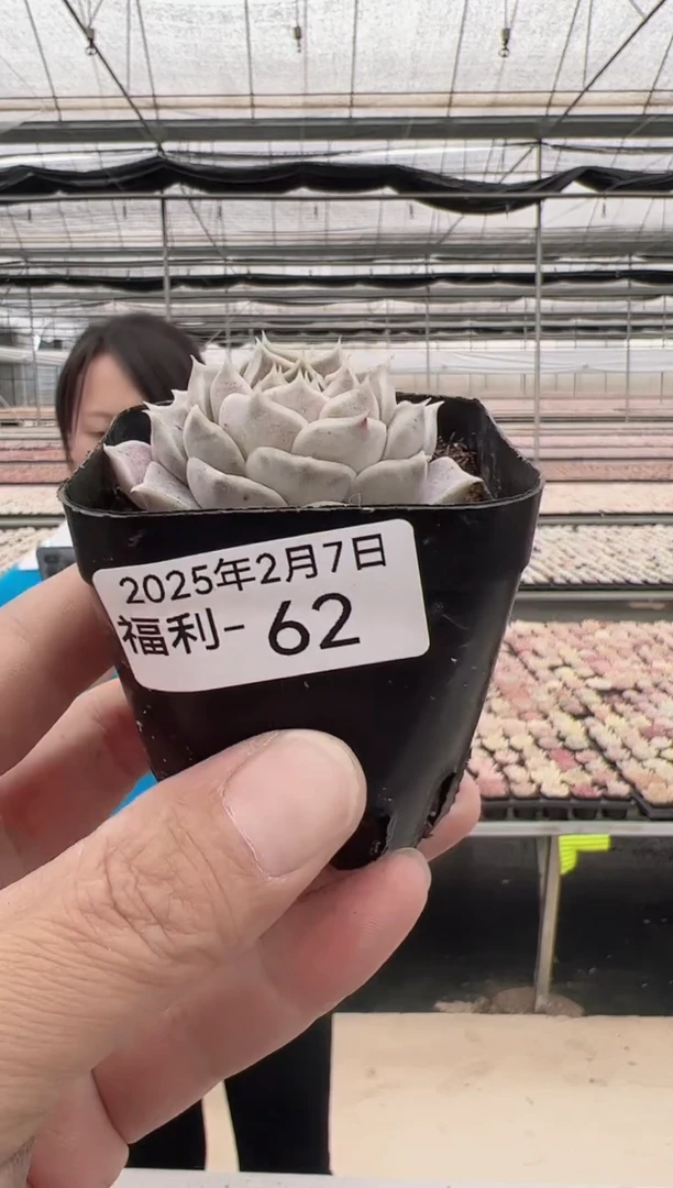 【闪购商品】福利款多肉-62