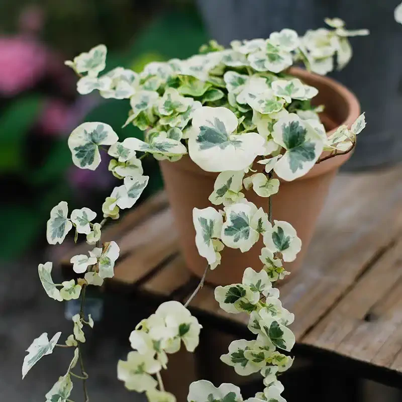 【有植依雪莹】日本圆叶雪莹常春藤白化叶稀有品种人气网红室内观叶