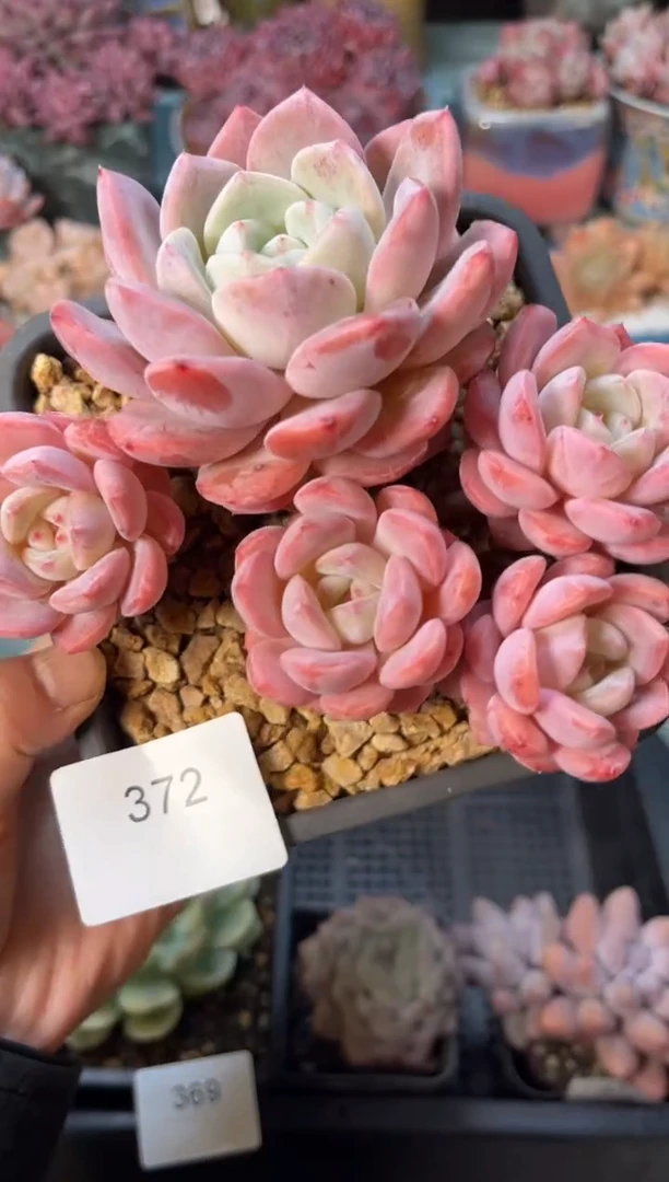 372群生冰玉杂多肉