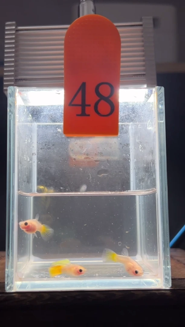 孔雀鱼黄金玻璃普通体48