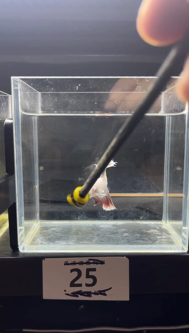 斗鱼直播竞拍链接25