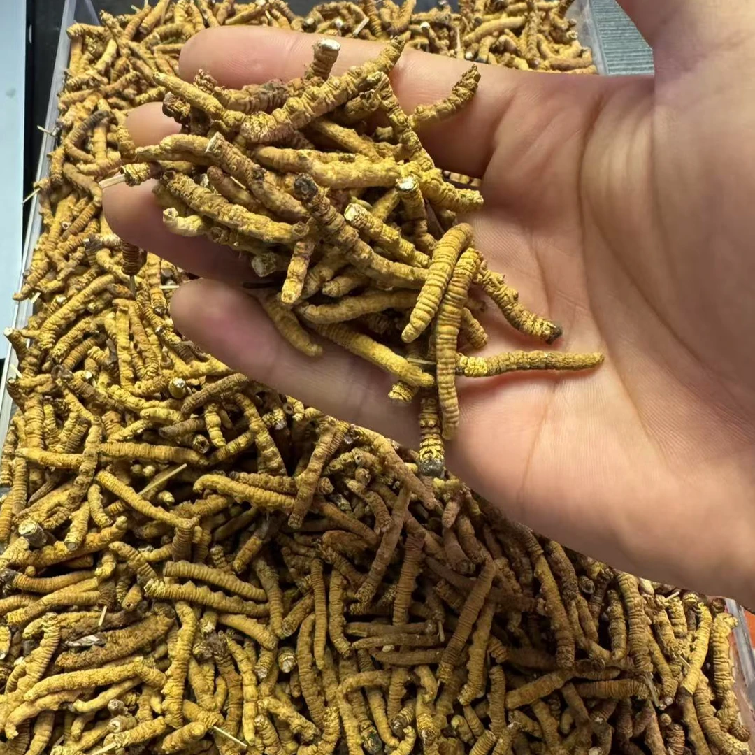 【冬虫夏草 光头强肉节】产地直发- 高海拔冬虫夏草