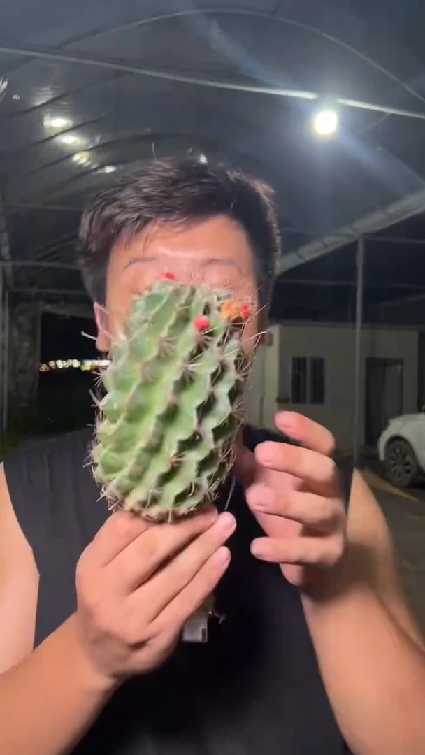 龙王 实生根 高10-15cm