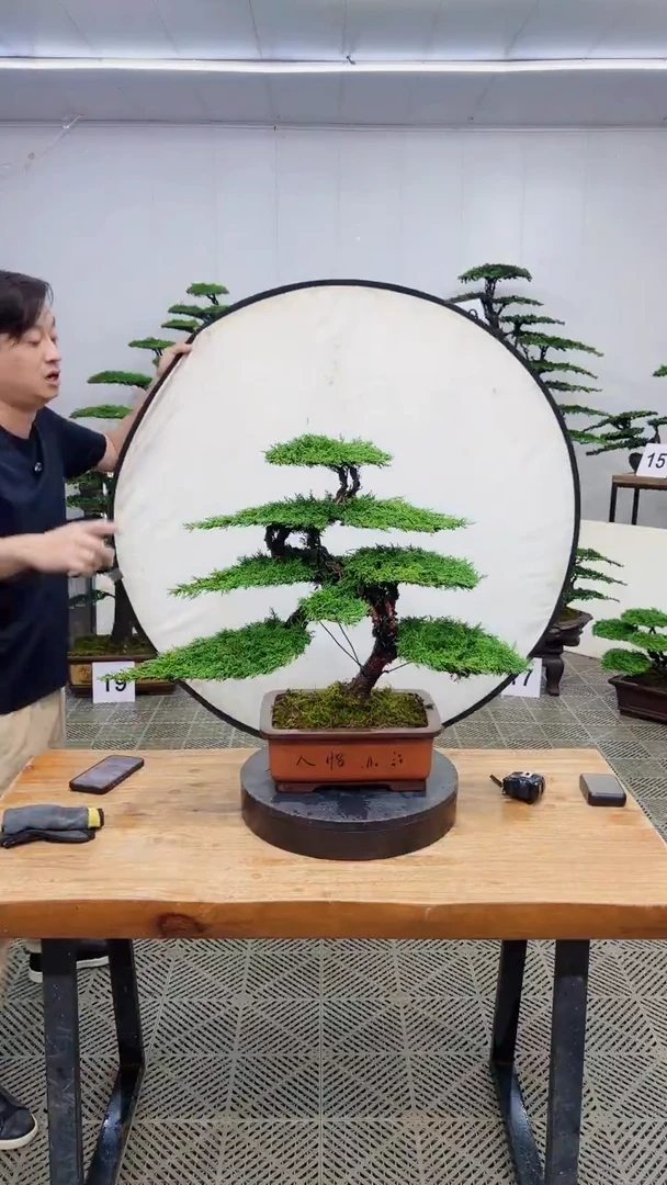 无花朵造型盆景一物一拍