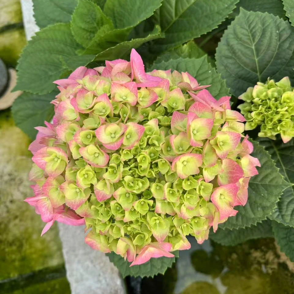 贝拉 6个头 粉色 大花绣球盆栽花卉 带花苞发货 1加仑