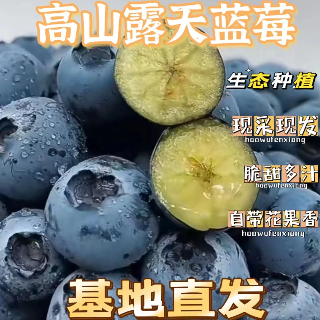 巨无霸 云南露天花香蓝莓新鲜现采现发 原产地直发 空运