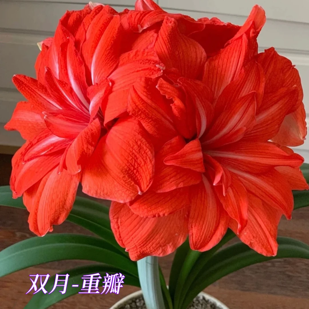 双月）朱顶红种球4-5厘米