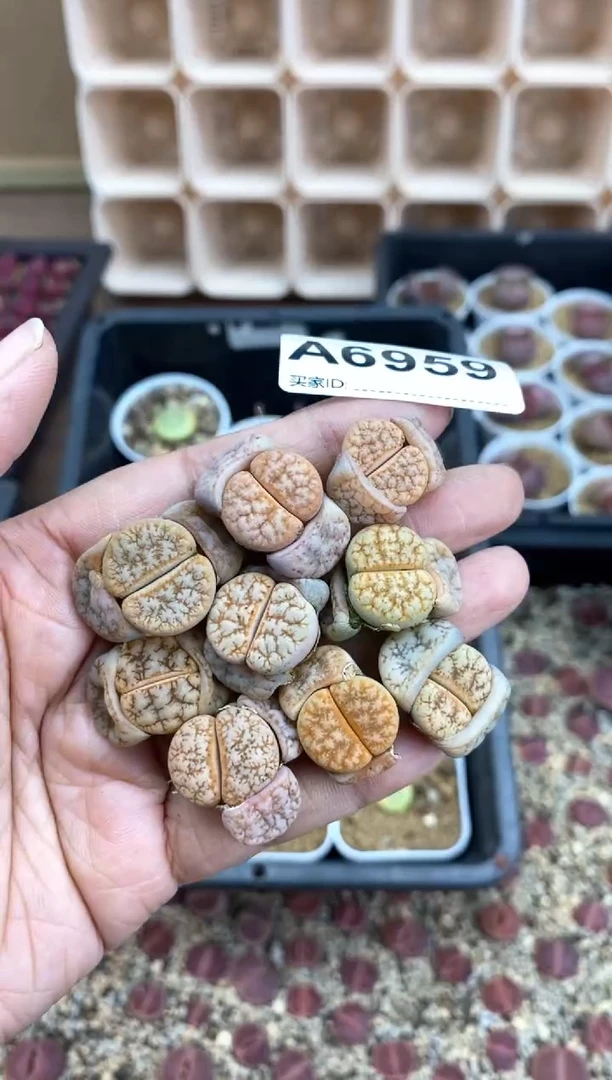 【闪购商品】6959直播一物一拍