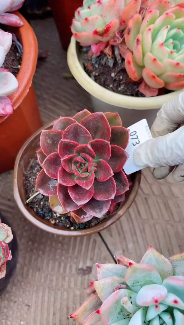 【闪购商品】07315