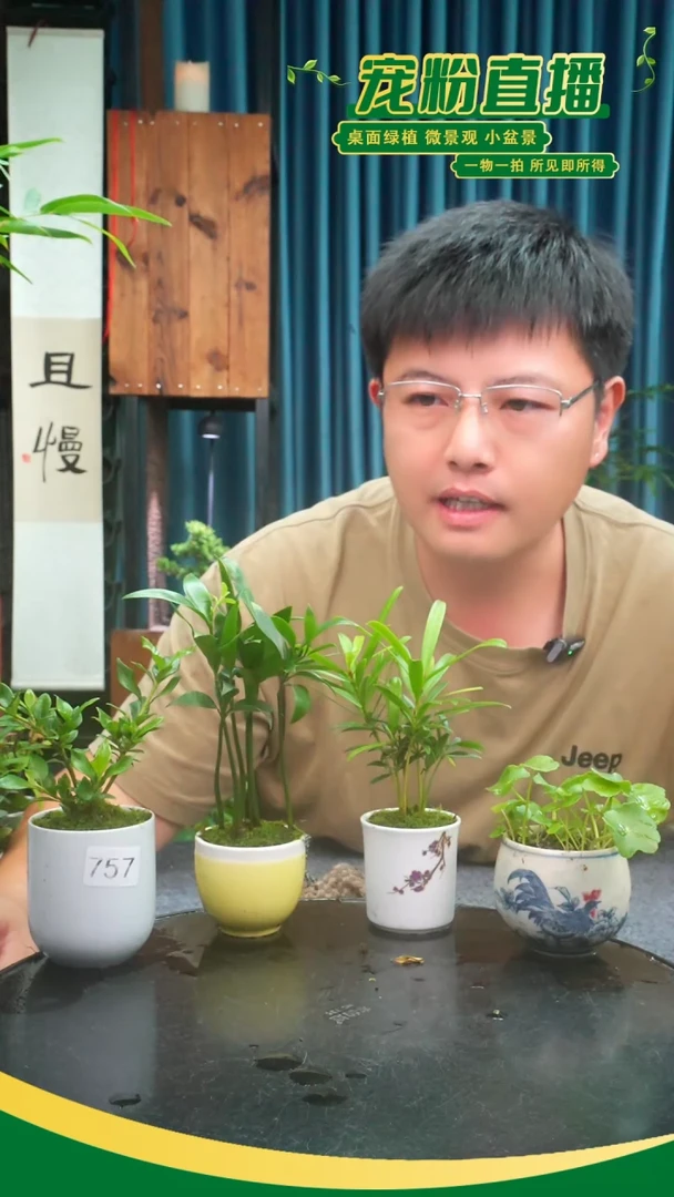 无花朵红**幕苔藓微景观757号