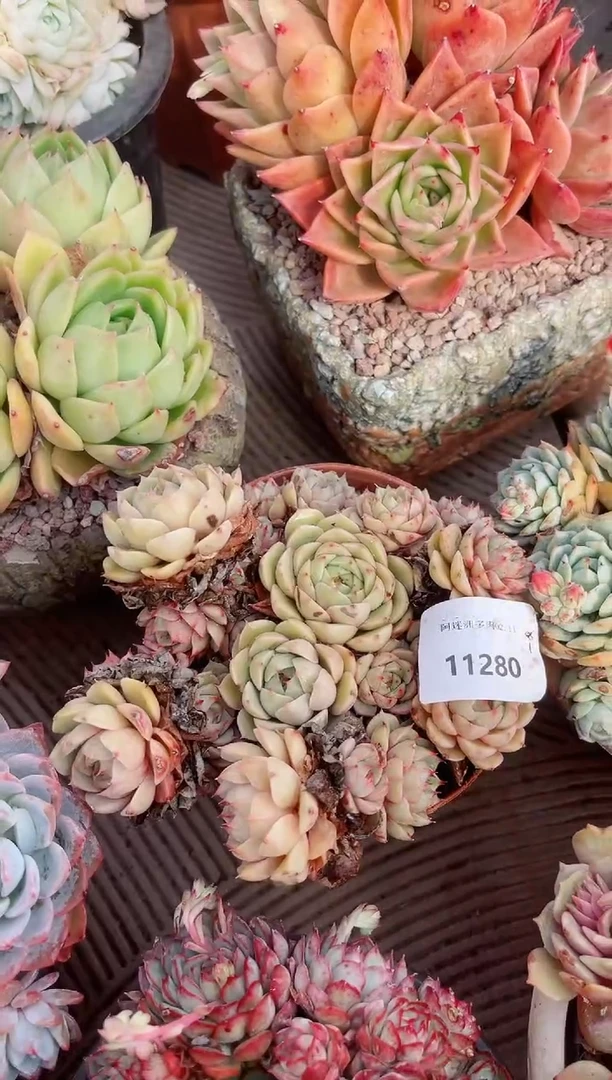 【闪购商品】11280