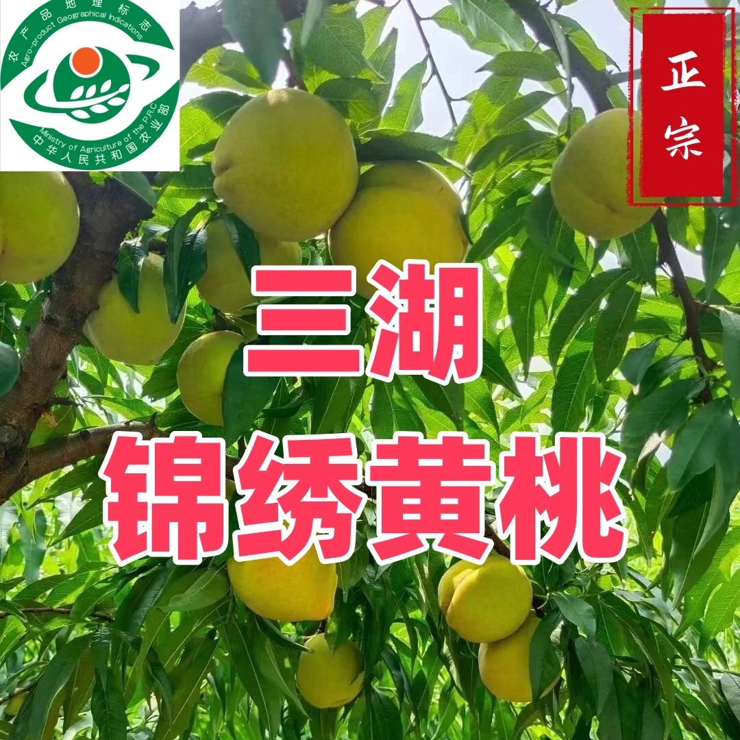 荆州三湖锦绣黄桃鲜嫩好吃果园直采新鲜应季水果新鲜大黄桃