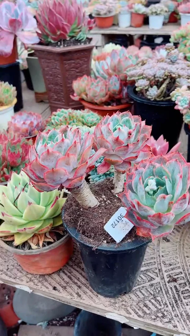 嫣*30172多肉植物一物一拍