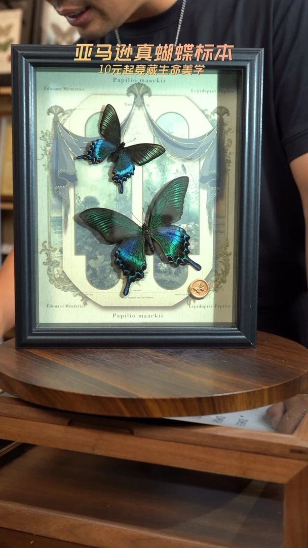 绿带翠凤蝶春夏型组合复古窗花款