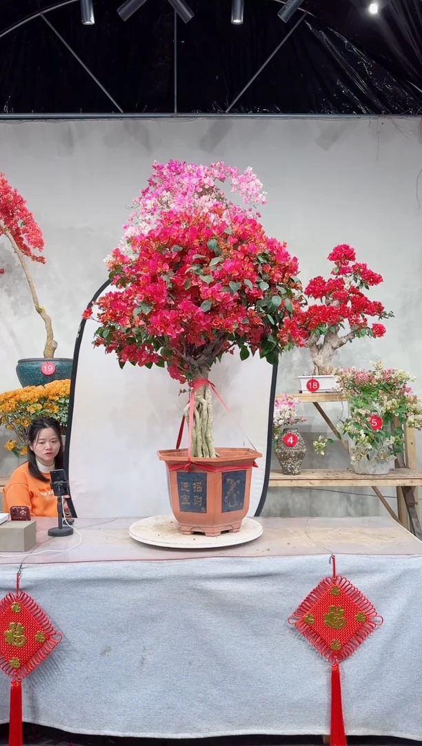 【闪购商品】盆景同安红